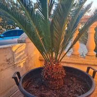 Cycas