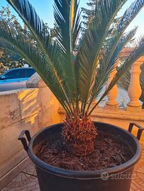 Cycas