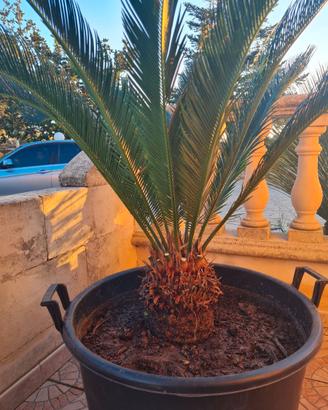 Cycas