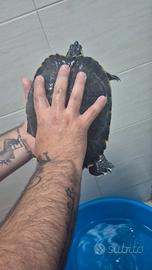 Tartaruga