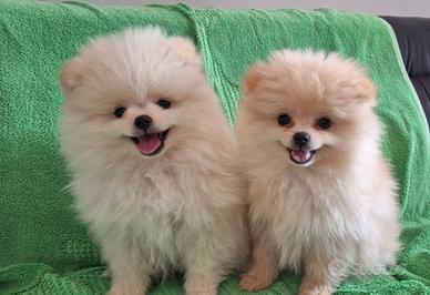 Volpini della pomerania