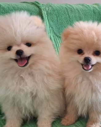 Volpini della pomerania
