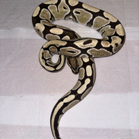 Pitone reale Desert Ghost