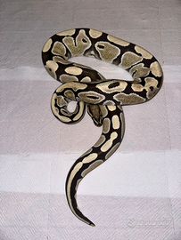 Pitone reale Desert Ghost