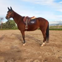 Cavalla pony