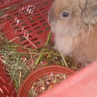 Coniglio nano manschio