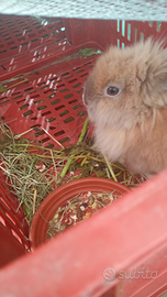 Coniglio nano manschio