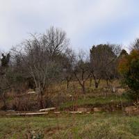 Rif.ZT38G_49| terreno agricolo montebelluna