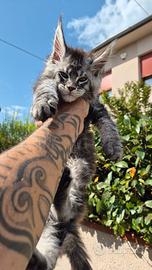 Cuccioli maine Top genealogiaLEGGETE L'ANNUNCIO