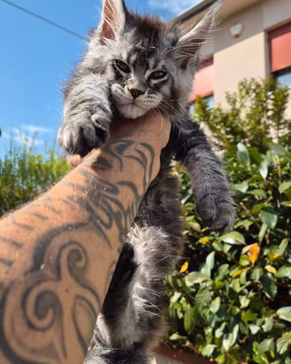 Cuccioli maine coon linee estere alta genealogia