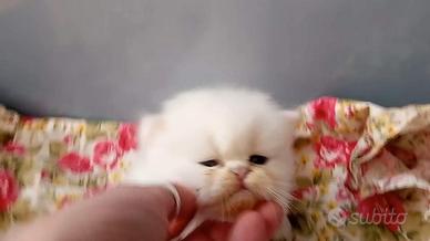 Gattini persiani