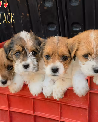Cuccioli di Jack Russell Terrier broken ruvido