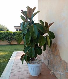Meravigliosa pianta di Ficus, in vaso bianco