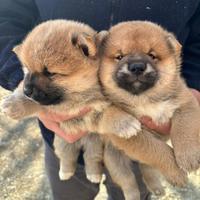 Cuccioli di shiba inu con pedigree