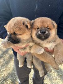 Cuccioli di shiba inu con pedigree