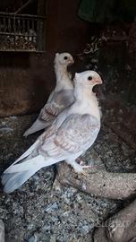 Colombi ornamentali satinette