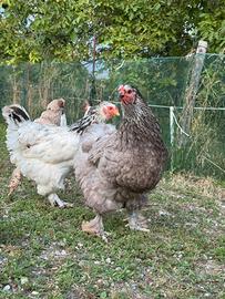 Galline/pollastre Brahma