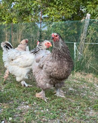 Galline/pollastre Brahma