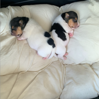 Jack Russel tricolore zampa corta