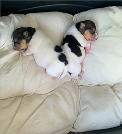 Jack Russel tricolore zampa corta