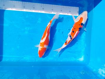 Carpa Koi Sanke e kohaku