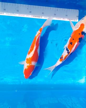 Carpa Koi Sanke e kohaku