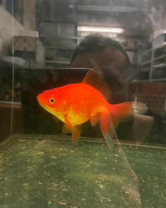 Oranda