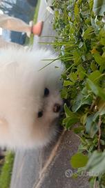 Spitz di Pomerania nano