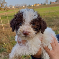 Lagotto romagnolo