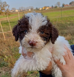 Lagotto romagnolo