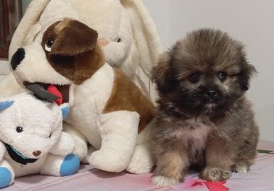 Cuccioli di Shitzu X Spitz piccolo
