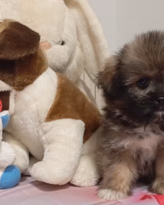 Cuccioli di Shitzu X Spitz piccolo
