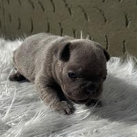Bulldog francesi blu esotic