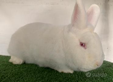 Conigli in purezza