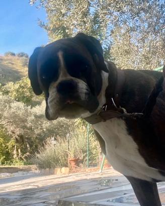 Boxer adulta