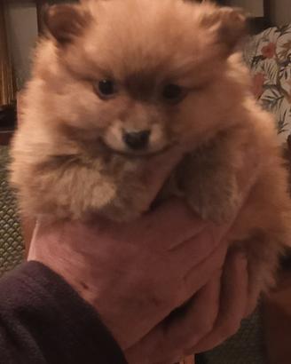 Volpini, cuccioli spitz
