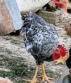 Galli incroci di razze italiane
