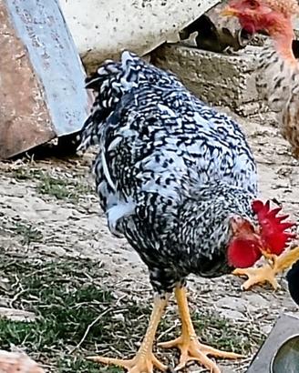 Galli incroci di razze italiane