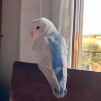 Inseparabili allevati a mano