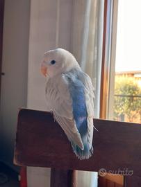 Inseparabili allevati a mano