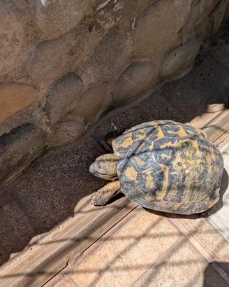 Tartaruga