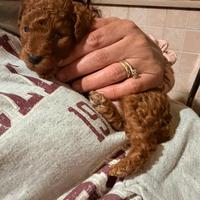 Barboncini red mini toy