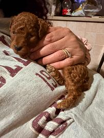 Barboncini red mini toy