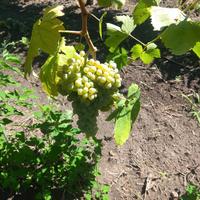 uve da vino