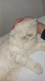 Gatto Persiano maschio vaccinato 3 anni