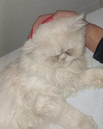 Gatto Persiano maschio vaccinato 3 anni
