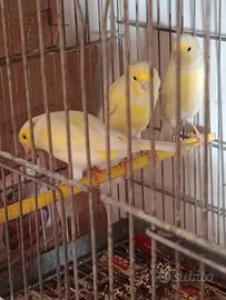 3 coppie canarini mosaico giallo+ 1 coppia brinata