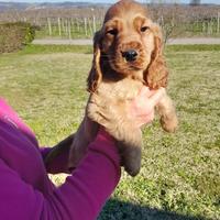 Cocker cuccioli