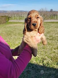 Cocker cuccioli