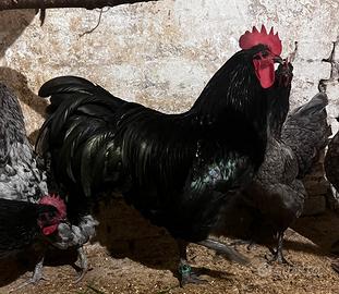 Gallo Australorp